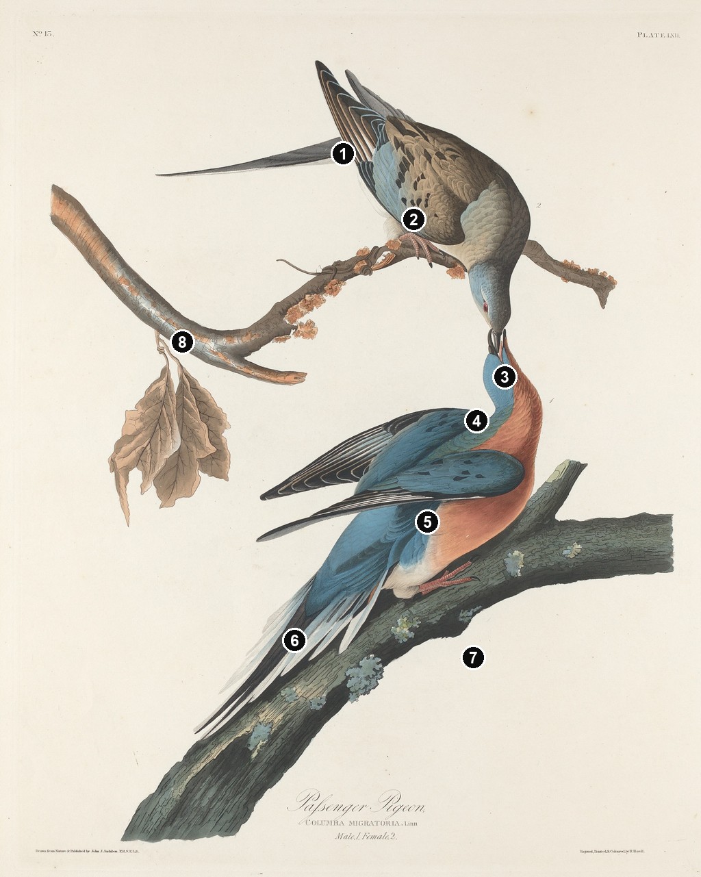 Annotated details from Passenger Pigeon by John James Audubon